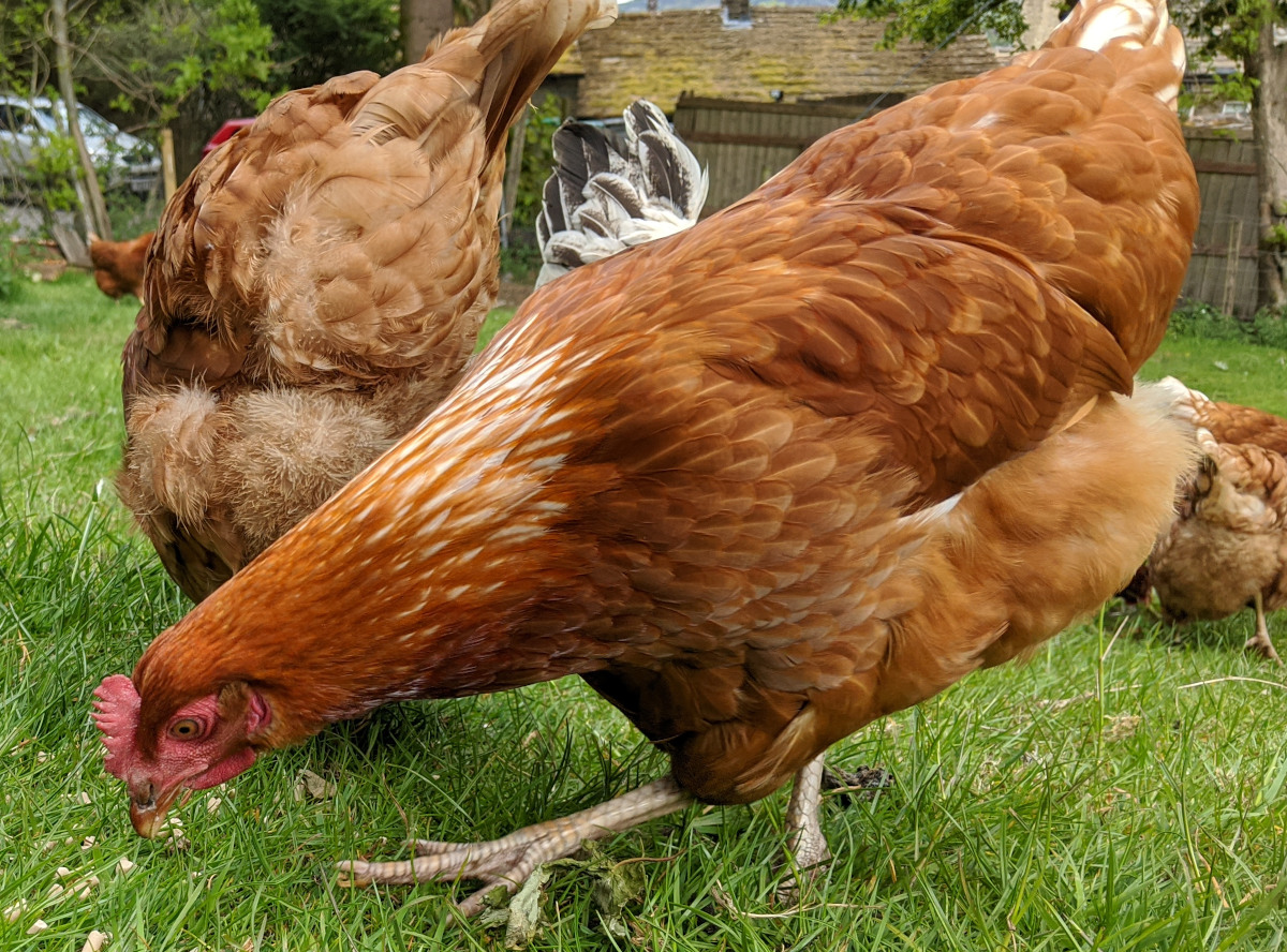 Some of my egg flock.