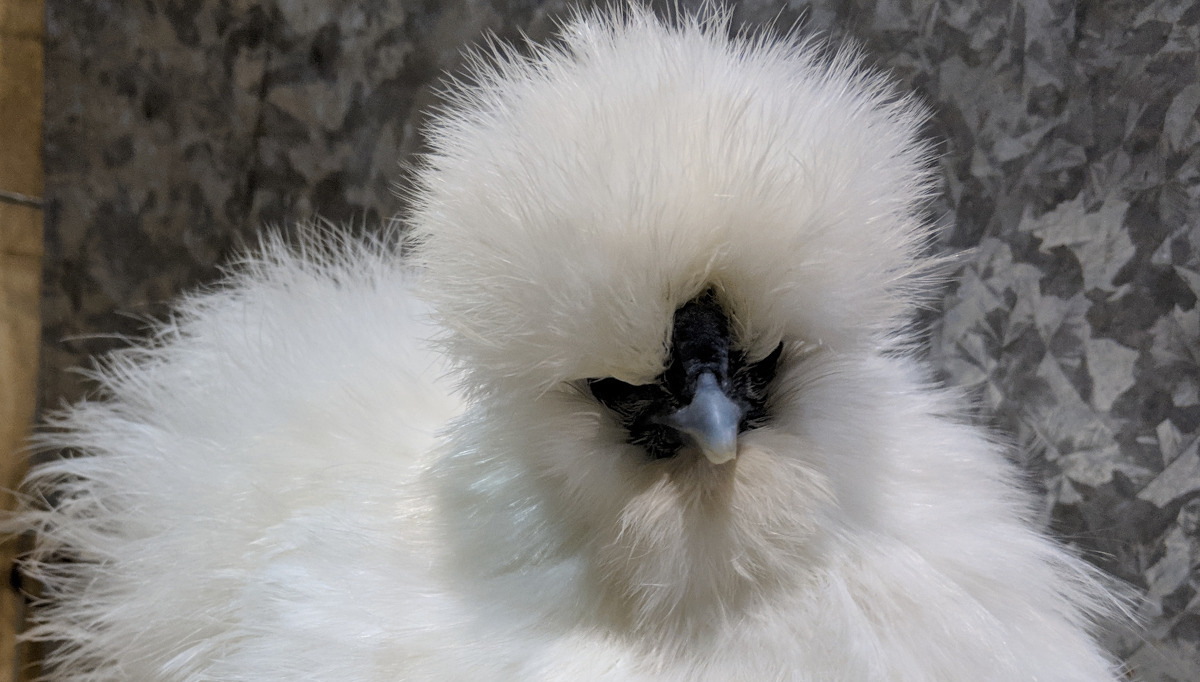 One of my show winning Silkie hens.