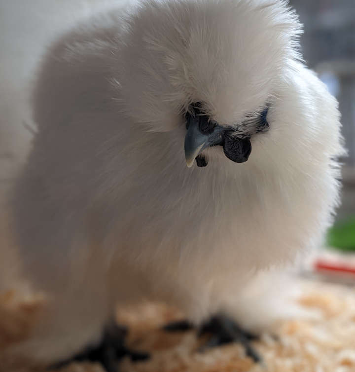 A close up of a silkie hens face.