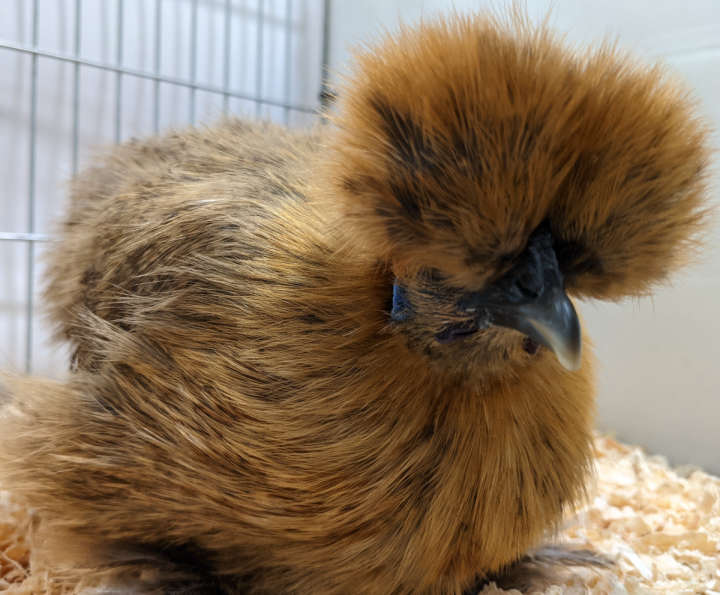 An excellent example of a  partridge silkie hen.